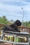 Cane Corso/ Neapolitan Mastiff puppies Carousel 5
