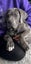 Cane Corso/ Neapolitan Mastiff puppies Carousel 6