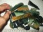 $1 RESERVE - Gorgeous Parcel of Pounamu Pieces - 2.2 lbs Carousel 1