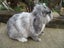 Mini Lop Rabbits Carousel 1