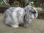 Mini Lop Rabbits Carousel 2