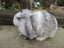 Mini Lop Rabbits Carousel 3