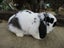 Mini Lop Rabbits Carousel 4