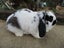 Mini Lop Rabbits Carousel 5