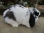 Mini Lop Rabbits Carousel 6
