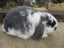 Mini Lop Rabbits Carousel 7