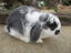 Mini Lop Rabbits Carousel 8