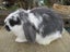 Mini Lop Rabbits Carousel 9