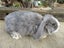 Mini Lop Rabbits Carousel 10