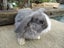 Mini Lop Rabbits Carousel 11