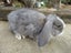 Mini Lop Rabbits Carousel 12