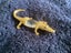 GILT AND CRYSTAL CROCODILE Carousel 4
