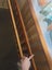 Adjustable cot/ toddler bed Carousel 5