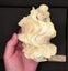 Tridacna squamosa, very nice Fluted Clam 160mm, shippable (T102) Carousel 2