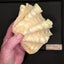 Tridacna squamosa, very nice Fluted Clam 160mm, shippable (T102) Carousel 4