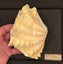 Tridacna squamosa, very nice Fluted Clam 160mm, shippable (T102) Carousel 5