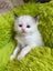 Purebred Ragdoll cat kittens Carousel 3
