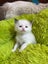 Purebred Ragdoll cat kittens Carousel 4