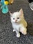 Purebred Ragdoll cat kittens Carousel 8