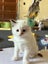 Purebred Ragdoll cat kittens Carousel 9
