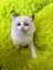 Purebred Ragdoll cat kittens Carousel 5