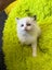 Purebred Ragdoll cat kittens Carousel 6