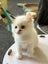 Purebred Ragdoll cat kittens Carousel 10