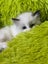 Purebred Ragdoll cat kittens Carousel 7
