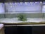 Aquatic plants Carousel 2