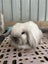 Purebred Mini Lop Carousel 1