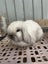 Purebred Mini Lop Carousel 2