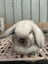 Purebred Mini Lop Carousel 3