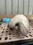 Purebred Mini Lop Carousel 4