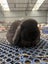 Purebred Mini Lop Carousel 6