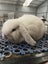Purebred Mini Lop Carousel 7