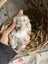 **Trained Mini Lop Bunny Rabbits & Care Package** Carousel 14