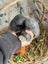 **Trained Mini Lop Bunny Rabbits & Care Package** Carousel 15