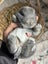 **Trained Mini Lop Bunny Rabbits & Care Package** Carousel 16