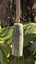 New Zealand Pounamu Toki - Tasman Carousel 10