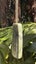 New Zealand Pounamu Toki - Tasman Carousel 9