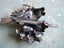 Vintage New Zealand Deer Hunting Badge Carousel 9