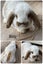 Purebred mini lop bunnies Carousel 1