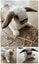 Purebred mini lop bunnies Carousel 4