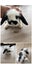 Purebred mini lop bunnies Carousel 5