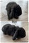 Purebred mini lop bunnies Carousel 7