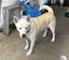 Husky Labrador Free to Good Home Carousel 1