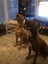 Lady and Luca looking for forever home Carousel 7