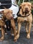 Lady and Luca looking for forever home Carousel 9