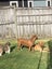 Lady and Luca looking for forever home Carousel 10