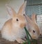 Pure Flemish Giant kits Carousel 3